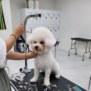 윈애견미용학원