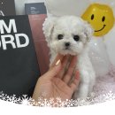 천안 보더콜리분양 요크셔테리어분양 화성 골든리트리버분양 래브라도리트리버분양 시츄분양 수원 강아지분양 이미지