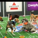 퍼피플래닛 이미지