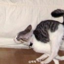 (주)우다다 | 밤마다 미친 듯이 질주? 아랫집 눈치 보이는 고양이 우다다 이유 잠재우는 법