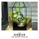 이끼핀나무