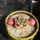 수정다육