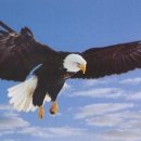 독수리 이미지