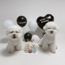 댕수무강 이미지