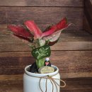 장성군노인복지관 | [장성] 초록빛 위로와 분홍빛 설렘, 어르신들과 함께한 '지리홍' 심기 장성가산식물원