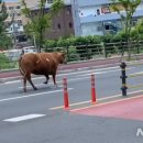 암소가