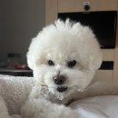 레이크펫스튜디오 | 강릉 애견동반 여행기 -2 🐶 / 세인트존스호텔, 셀프사진, 목과원, 대게킹