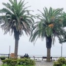 메가엠지씨커피서귀포효돈점 | [영영부부&제주여행] 쇠소깍&메가커피효돈점&제미니국수 후기