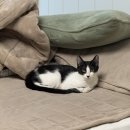 세정메디컬 | 고양이 여중성화 후기! <안양 24시 라이프동물메디컬센터> 다녀왔어요