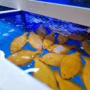 행운수산 이미지