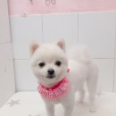 살롱드 꽃개 이미지