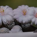 Mam herrerae v. albiflo(백로) 이미지