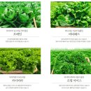 건강한세끼 샐러드 채소 후기 | 로메인, 버터헤드, 카이피라, 프릴아이스