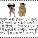 꽃쑤니