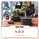 꽃나비다육 이미지