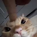 빵구네 Daum카페