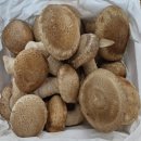 송향 | 요즘 이런 향 나는 국산 버섯 있나요? 송향버섯 1kg 가격에 놀람