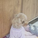 케니애견돌봄센터 이미지