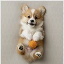 펫퍼스트 24시 강아지분양고양이분양 용인점 이미지