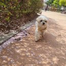 부띠끄멍 이미지