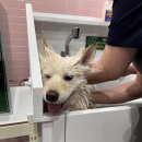 버블버블 애견샵 이미지
