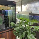 꿈나무 열대어 이미지