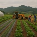 효심 농장 이미지