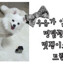 스타일 멍멍 네이버블로그