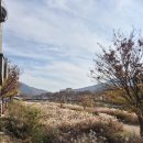 홍산향교 은행나무 | 전주 여행 추천, 전주천 갈대 및 전주 향교 은행나무 단풍 구경 후기