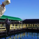 낚고락고 이미지