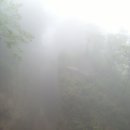 마그놀리아