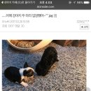 10만원짜리였으면 벌써 죽었을 강아지 이미지