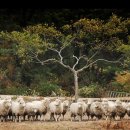 운정목장 이미지