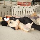 월 스트리트 애견유치원 이미지