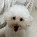 강아지 이발소 | 청주 강아지 미용 청주 봉명동 “ 강아지 이발소 ” 첫 방문 후기