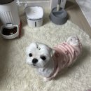 큐어벳 | 강아지간식추천 벳큐어 간식으로 식이알러지 관리!