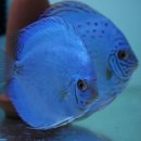 코발트블루 이미지