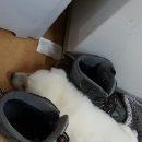 해피럭키 이미지