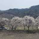 인다락벚꽃길 이미지