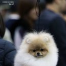 SPACE POME(스페이스폼) 이미지