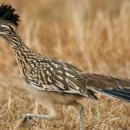 Road runner~길달리기새 이미지