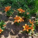 힐링밸리민박 이미지