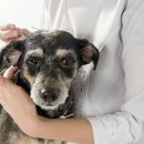 혜민동물병원 | 🐾 반려견 한방병원, 자연에서 찾는 건강한 치유법