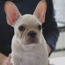 노아동물병원 이미지