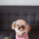 흙 동물병원 이미지