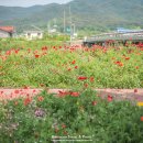 정동1교 이미지