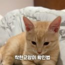착한 고양이 이미지