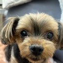 라이프동물병원 | 안양 24시라이프동물메디컬센터 솔직후기