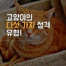 고양이의 다섯 가지 성격 유형.twt 이미지