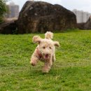 우아한강아지 이미지